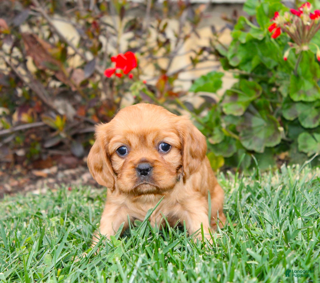 Cavalier King Charles Spaniel dogs for sale: Rosie - Genetic Tested Parents - Ad 10