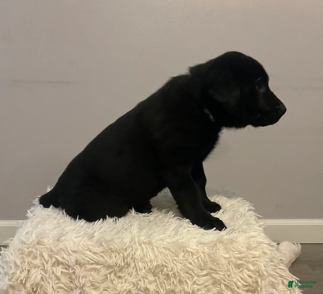 Mixed Breed dogs for sale: Blake  - Ad 2