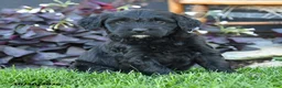 Mixed Breed dogs for sale: Crystal - Ad 3
