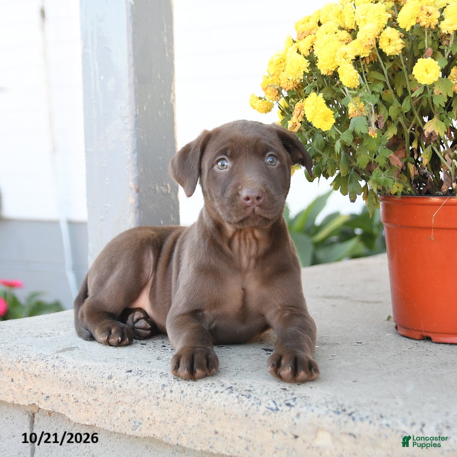 Labrador Retriever dogs for sale: London - Ad 2