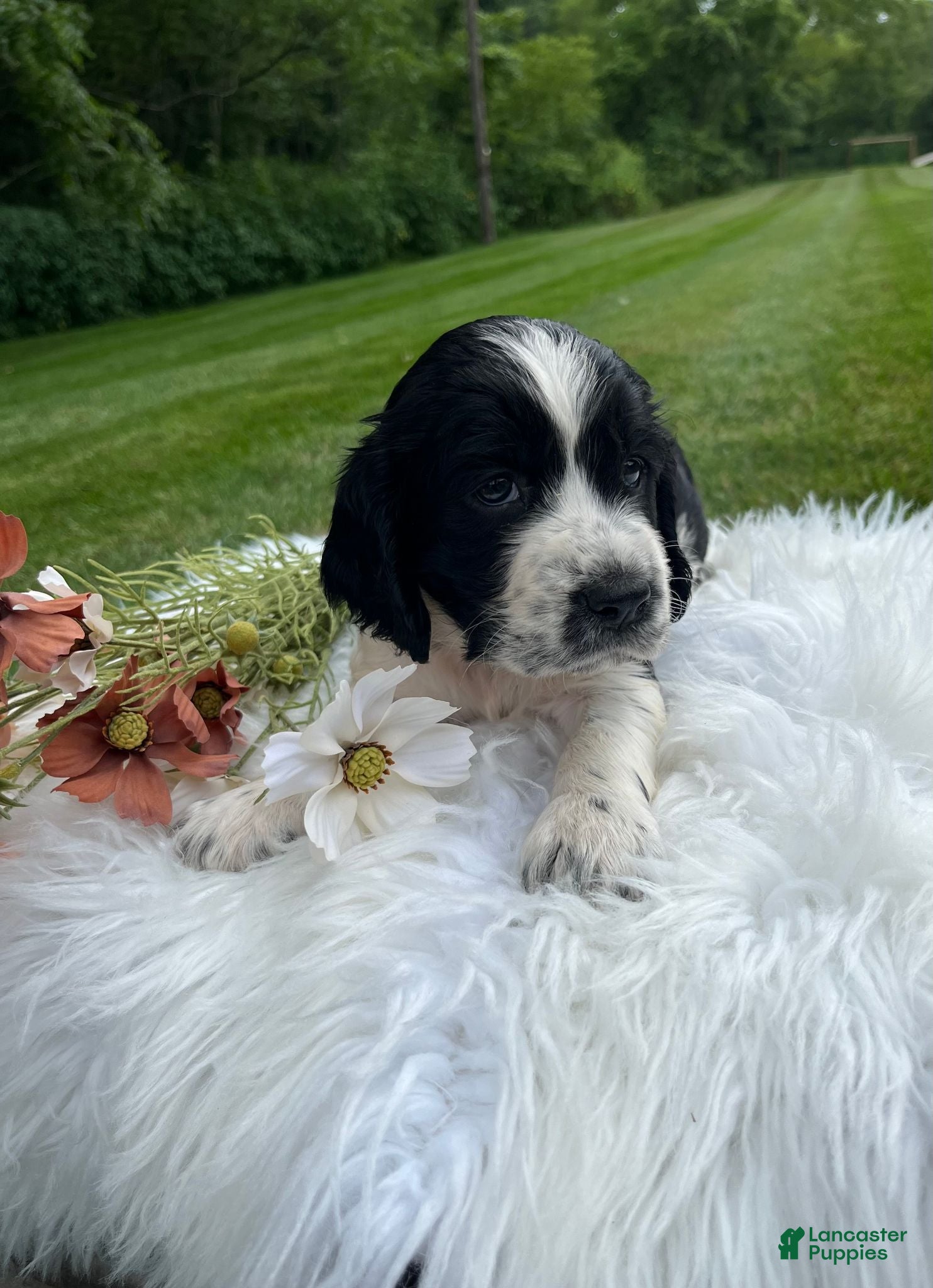 English Springer Spaniel dogs Darla - Ad 2