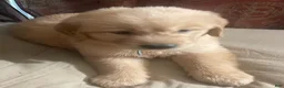 Golden Retriever dogs for sale: Blue collar boy - Ad 7