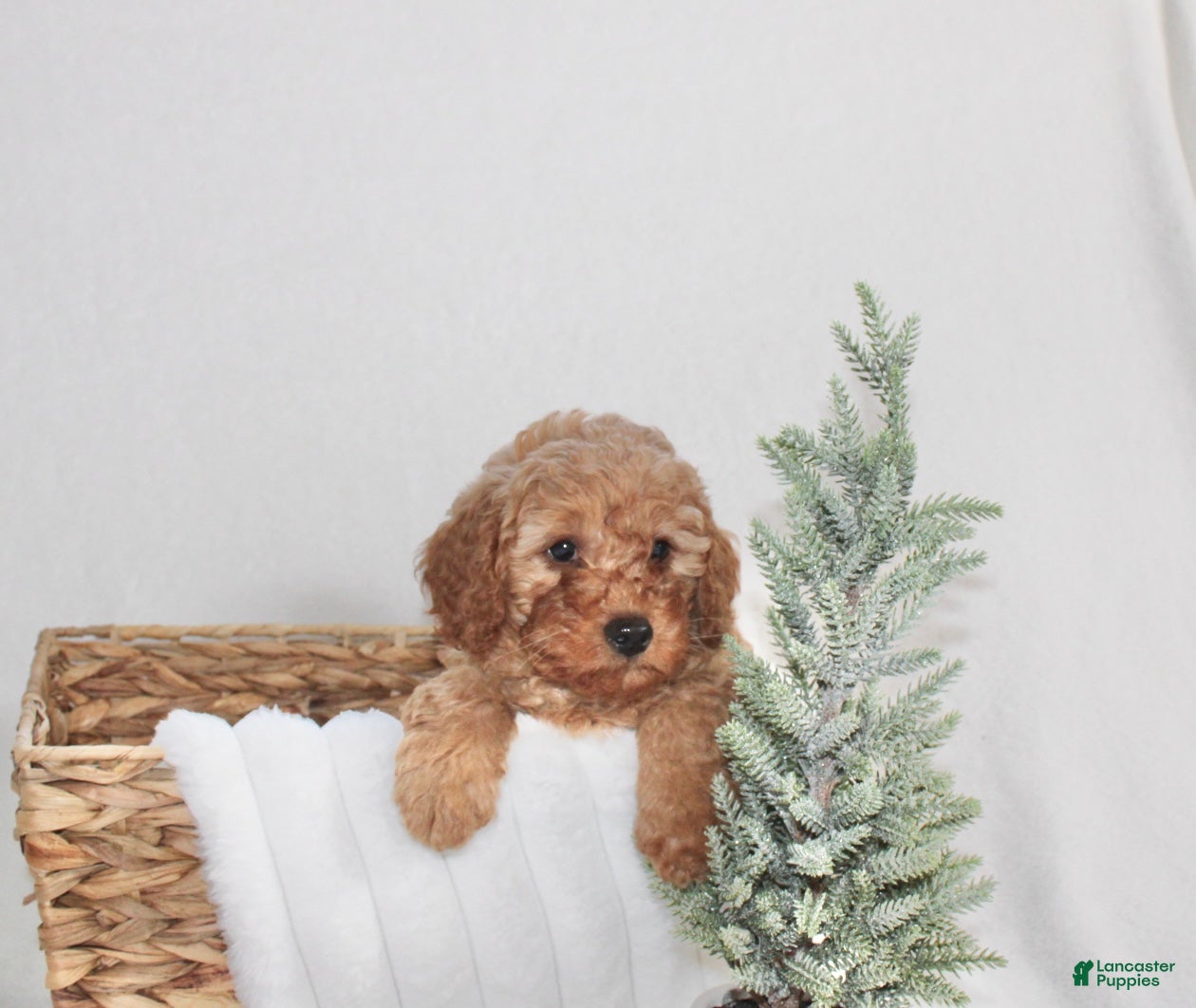 Cavapoo dogs Ralph  - Ad 30
