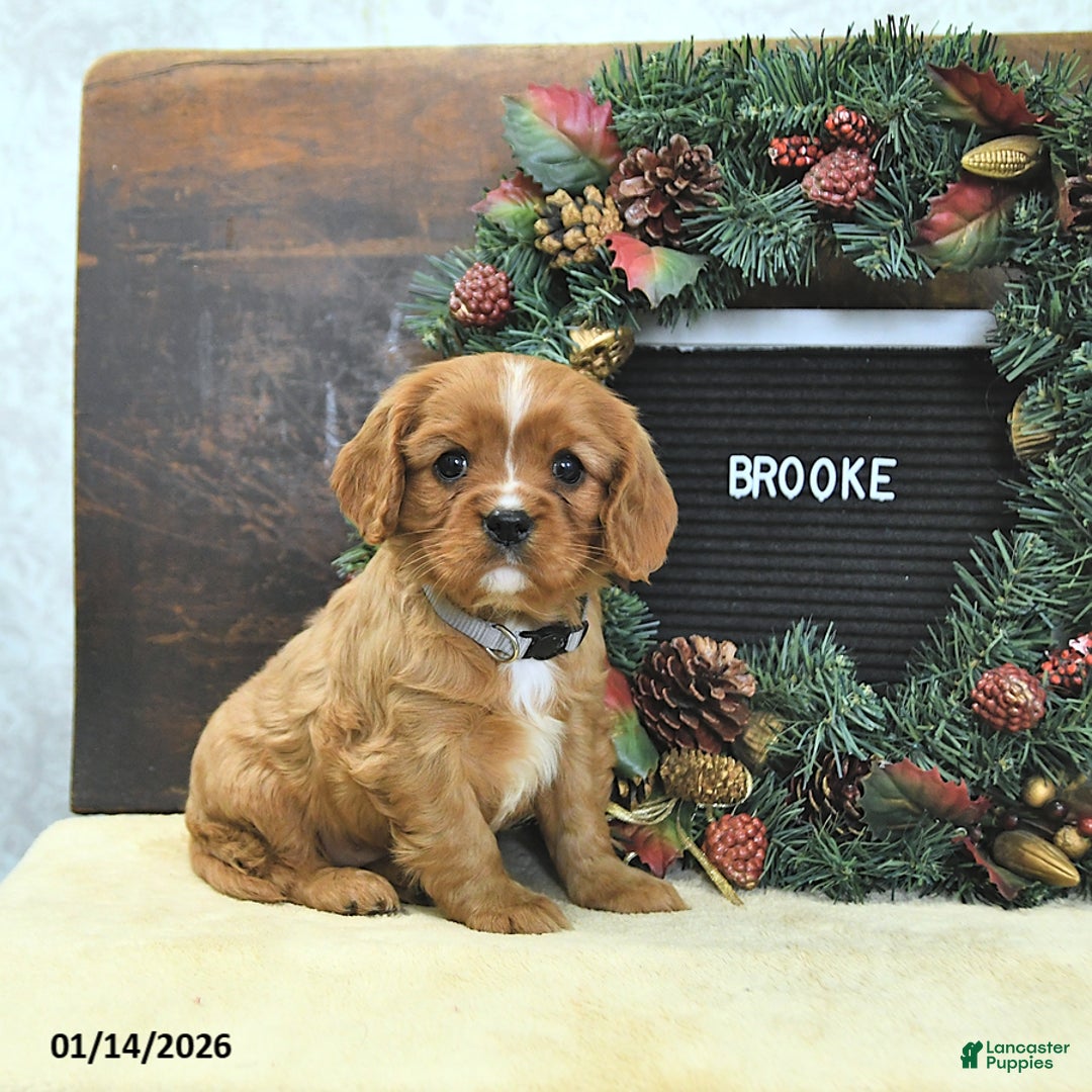 Cavalier King Charles Spaniel dogs for sale: Brooke - Ad 4
