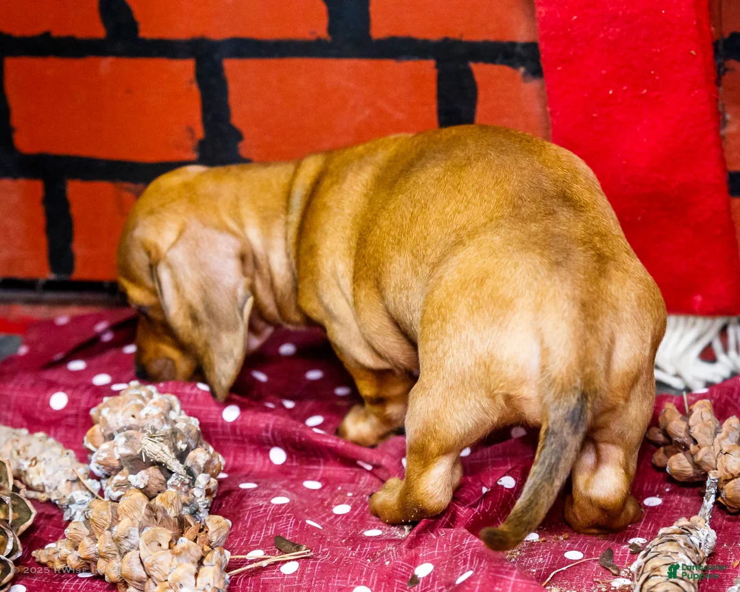 Miniature Dachshund dogs for sale: Vera - Ad 7