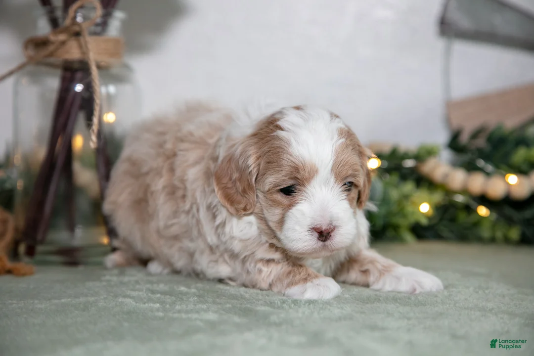 Maltipoo dogs for sale: Jimmy - Ad 3