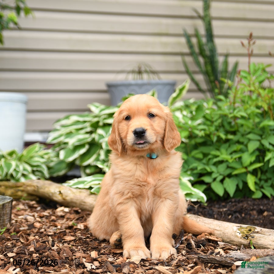 Golden Retriever dogs Gus - Ad 2