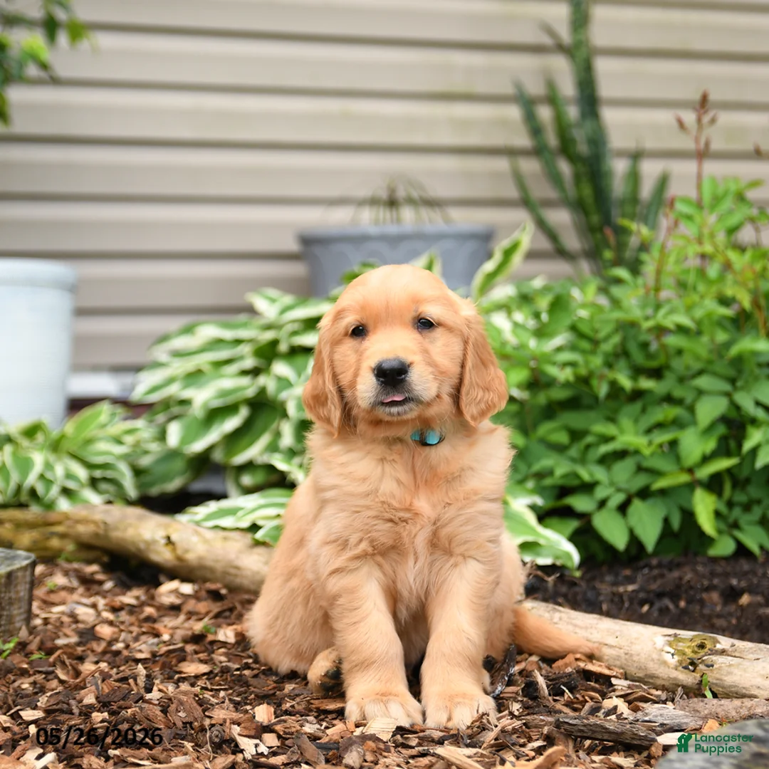 Golden Retriever dogs for sale: Gus - Ad 2