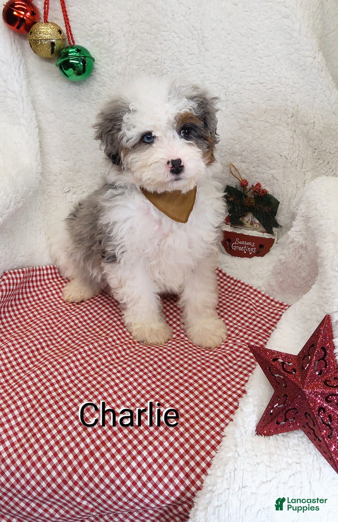 Mini Bernedoodle dogs for sale: Charlie - Ad 8