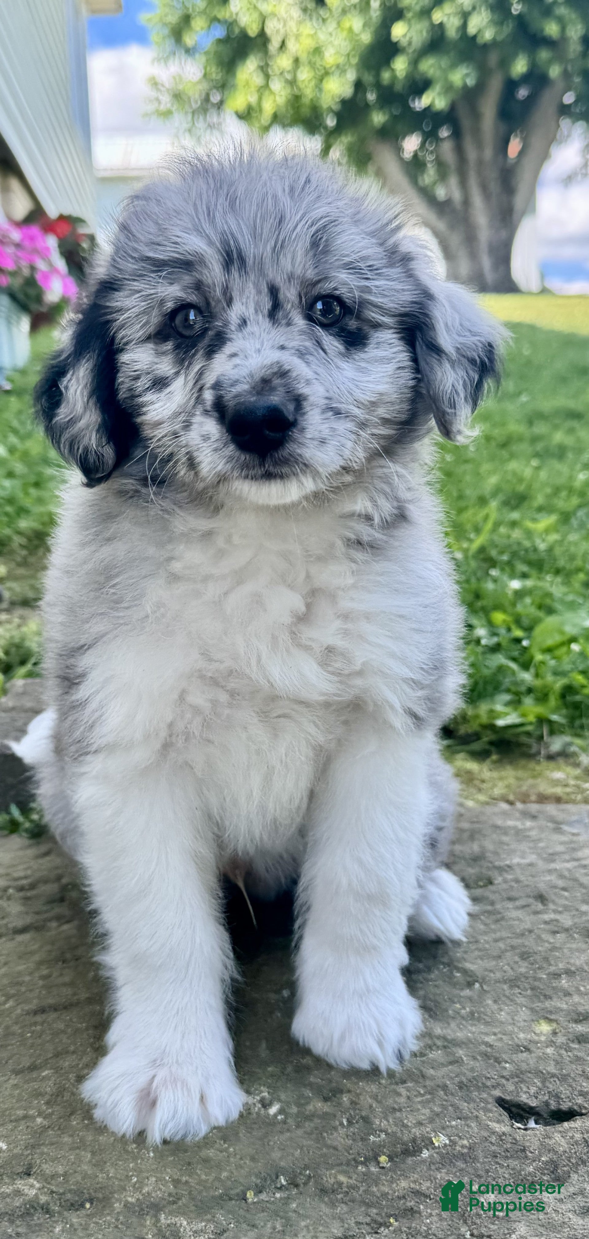 Mini Aussiedoodle dogs Chip - Ad 2