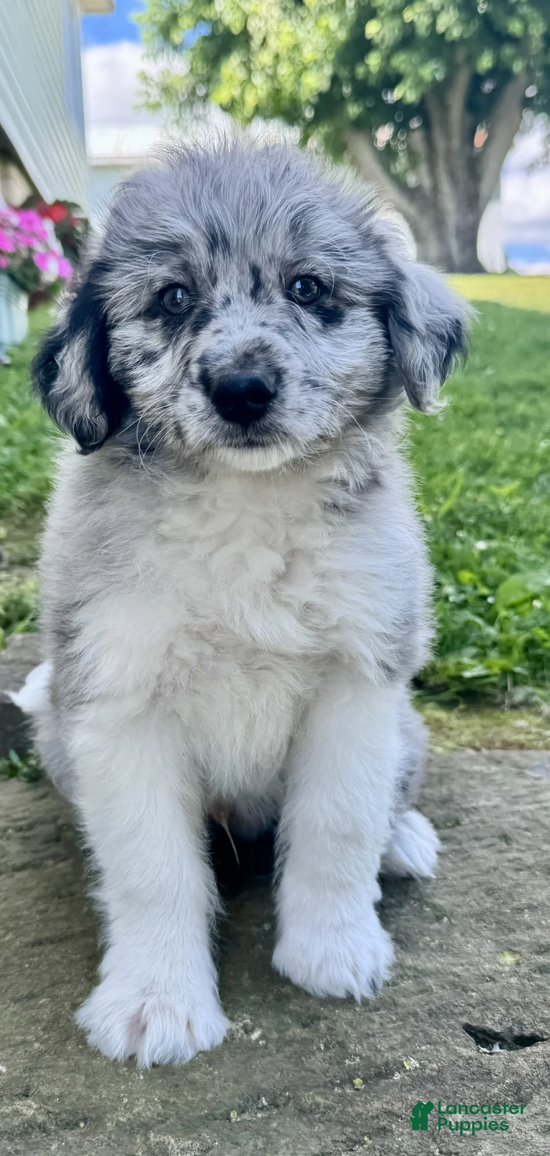 Mini Aussiedoodle dogs for sale: Chip - Ad 2