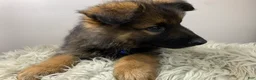German Shepherd dogs for sale: Sierra - Ad 6