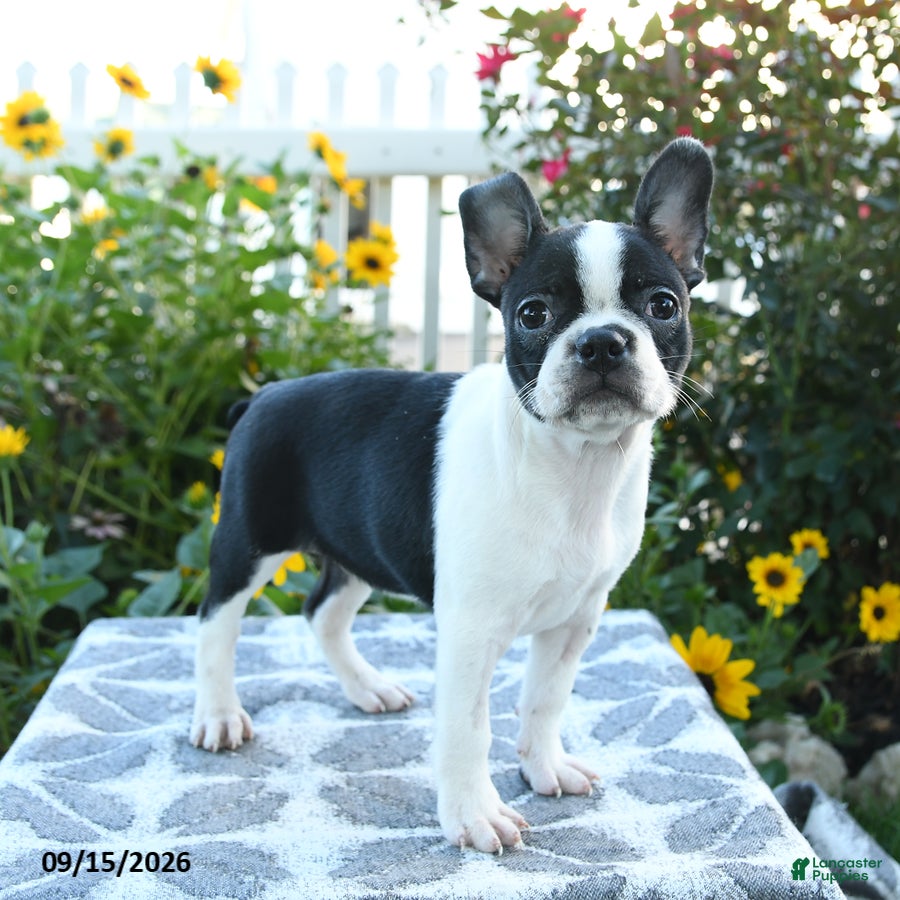Boston Terrier dogs Cherie - Ad 2