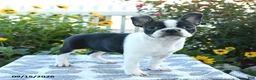 Boston Terrier dogs for sale: Cherie - Ad 2