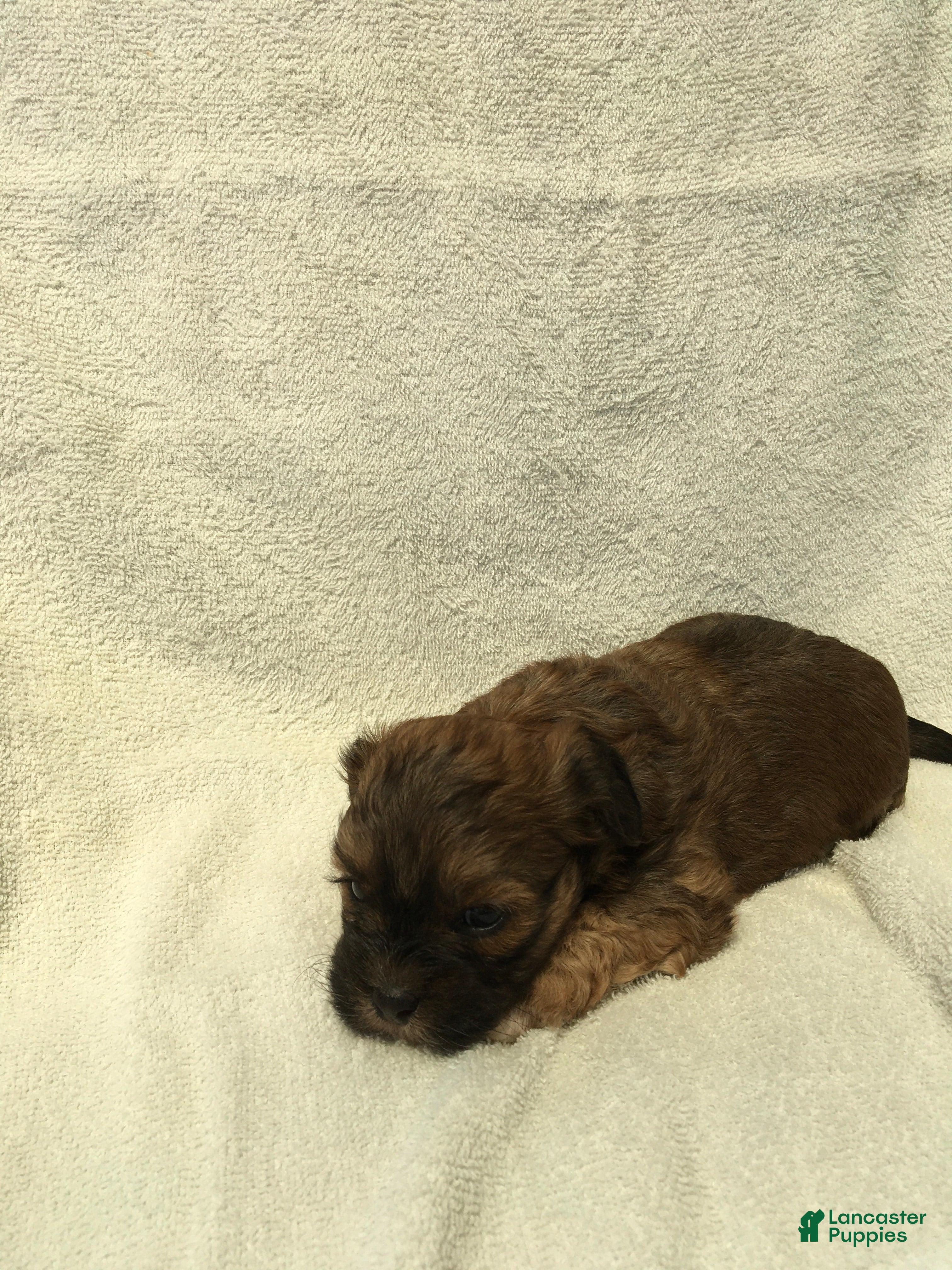 Shihpoo dogs Ruby - Ad 1