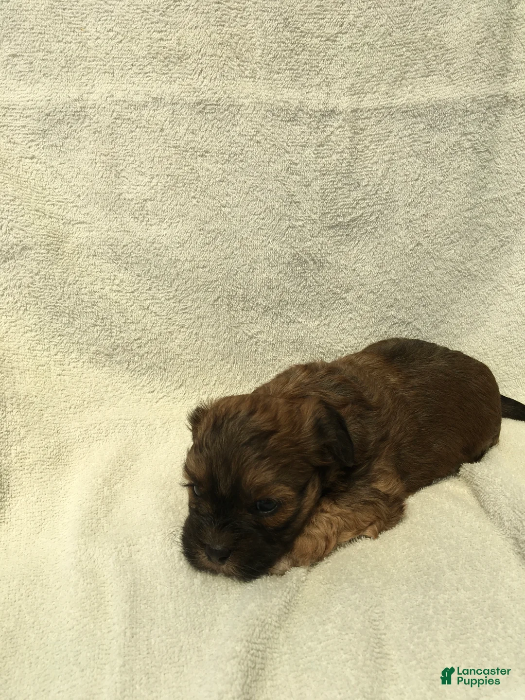 Shihpoo dogs for sale: Ruby - Ad 1