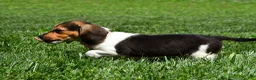 Beagle dogs for sale: Velvet - Ad 4