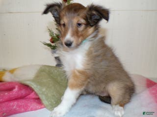 Shetland Sheepdog dogs Shetland Sheepdog Puppy 2 Marcella - Ad 32