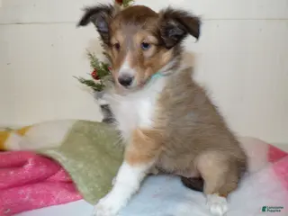 Shetland Sheepdog dogs Shetland Sheepdog Puppy 2 Marcella - Ad 19