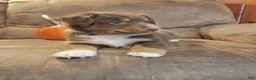 Australian Shepherd dogs for sale: Hazel - Ad 2