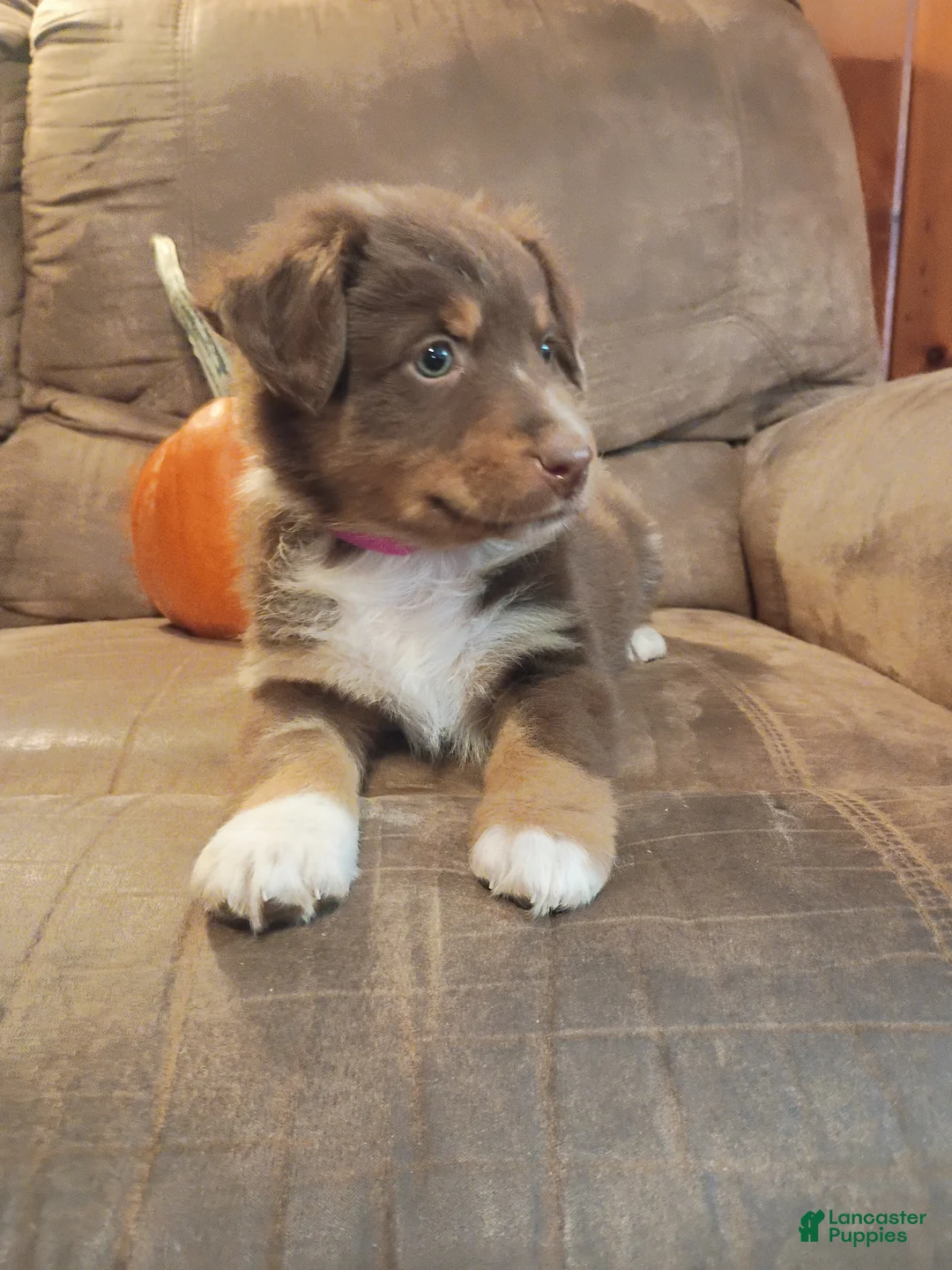 Australian Shepherd dogs for sale: Hazel - Ad 2