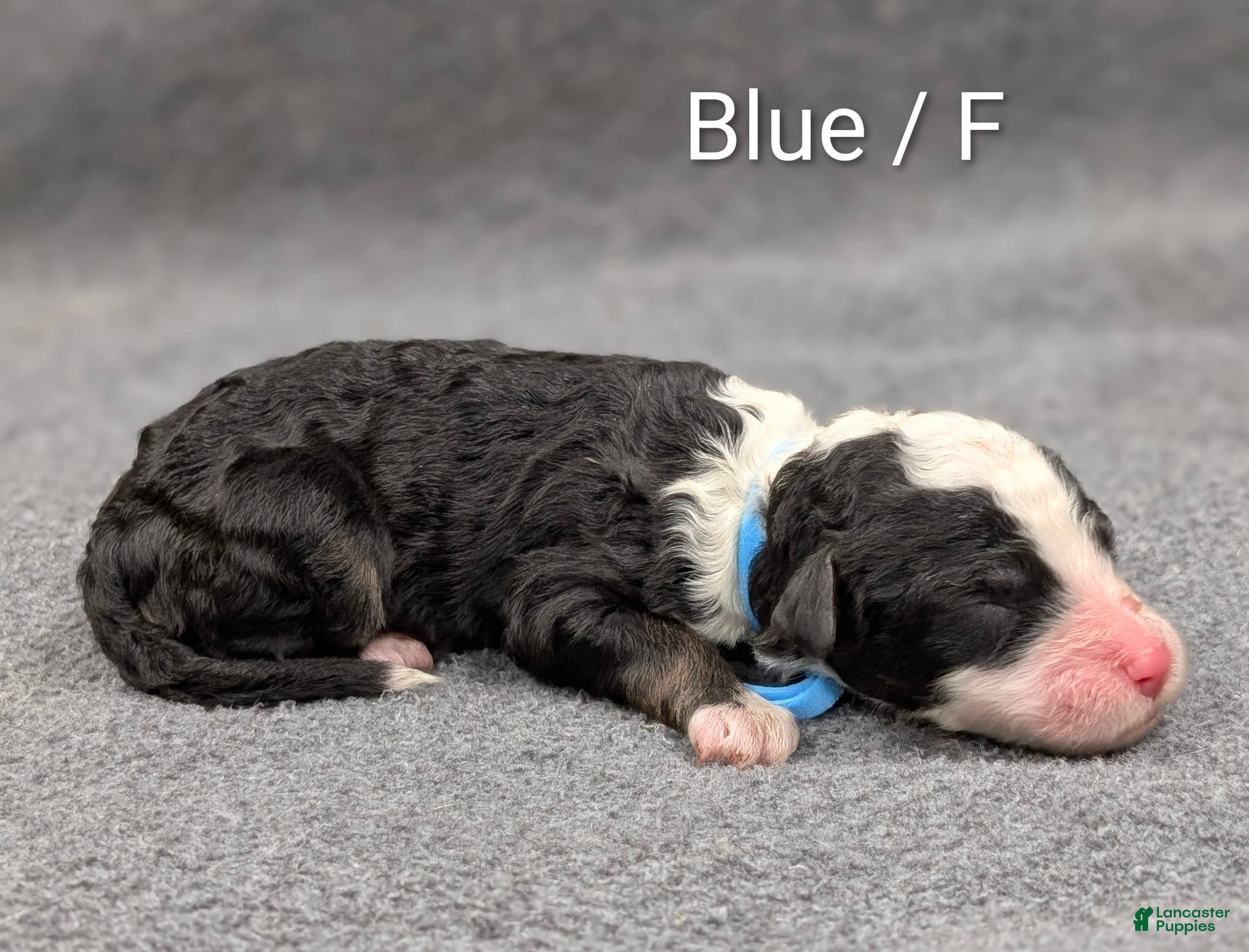 Sheepadoodle dogs Blue collar - Ad 2