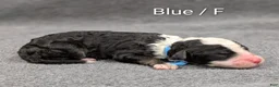 Sheepadoodle dogs for sale: Blue collar - Ad 2