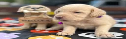 Labrador Retriever dogs for sale: Labrador Retriever 1 - Ad 13