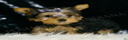 Yorkshire Terrier dogs for sale: Nemo AKC MALE - Ad 5