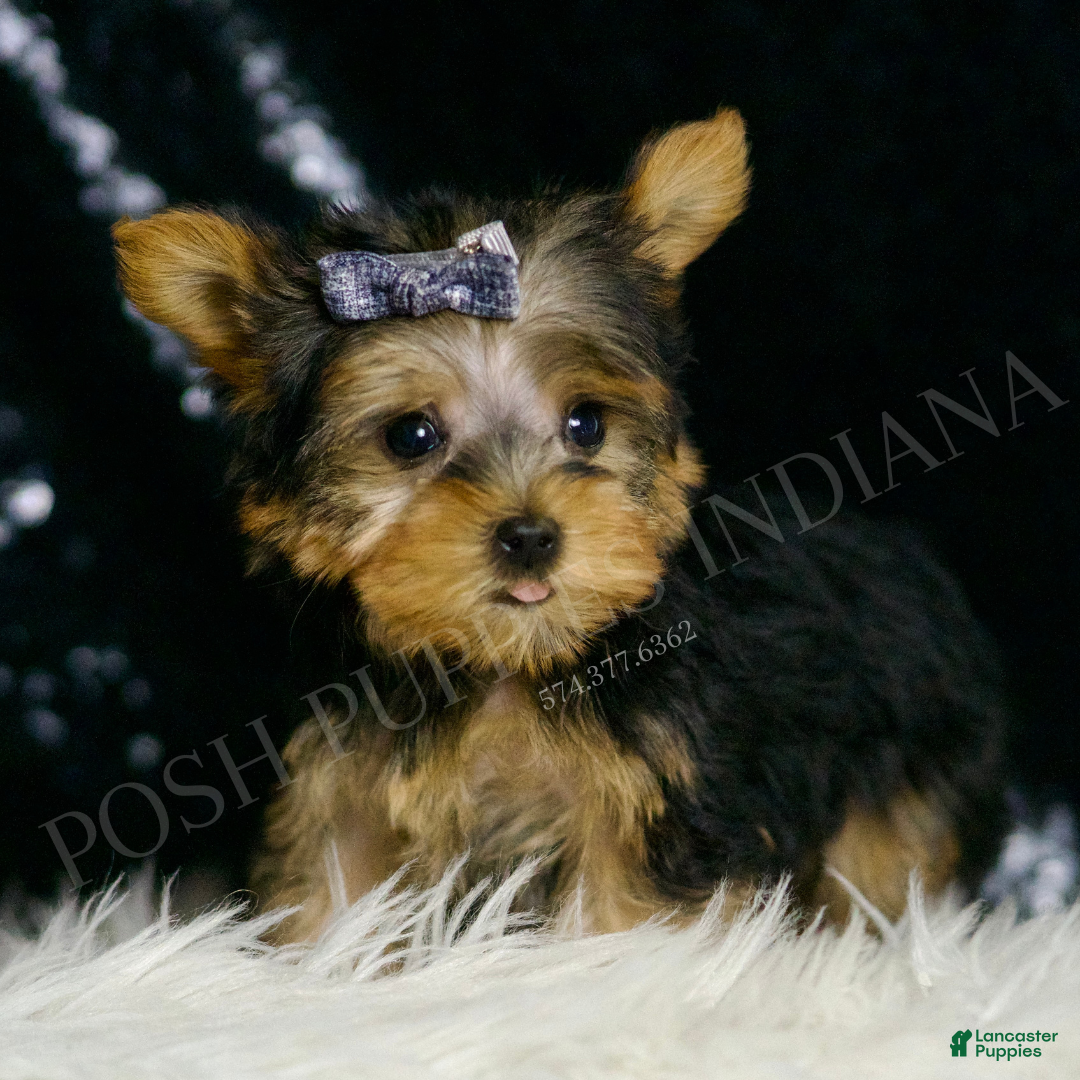 Yorkshire Terrier dogs for sale: Nemo AKC MALE - Ad 5