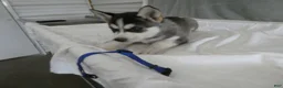 Gerberian Shepsky dogs for sale: Flint - Ad 5