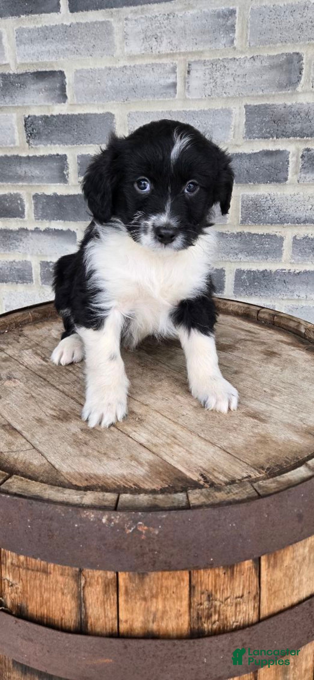 Mini Aussiedoodle dogs for sale: Finn – Male - Ad 3