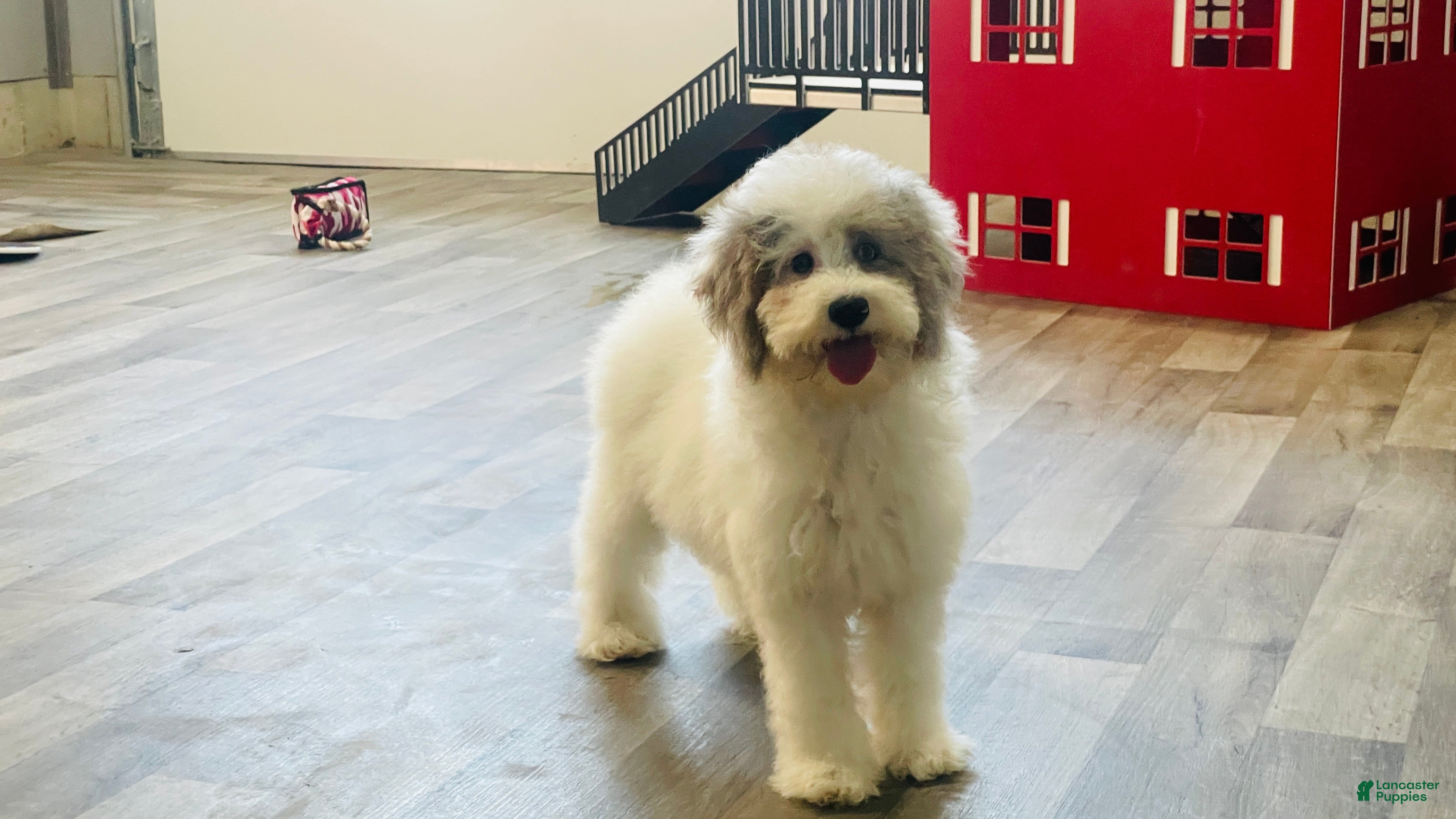 Miniature Poodle dogs Dimples Miniature Poodle  - Ad 1
