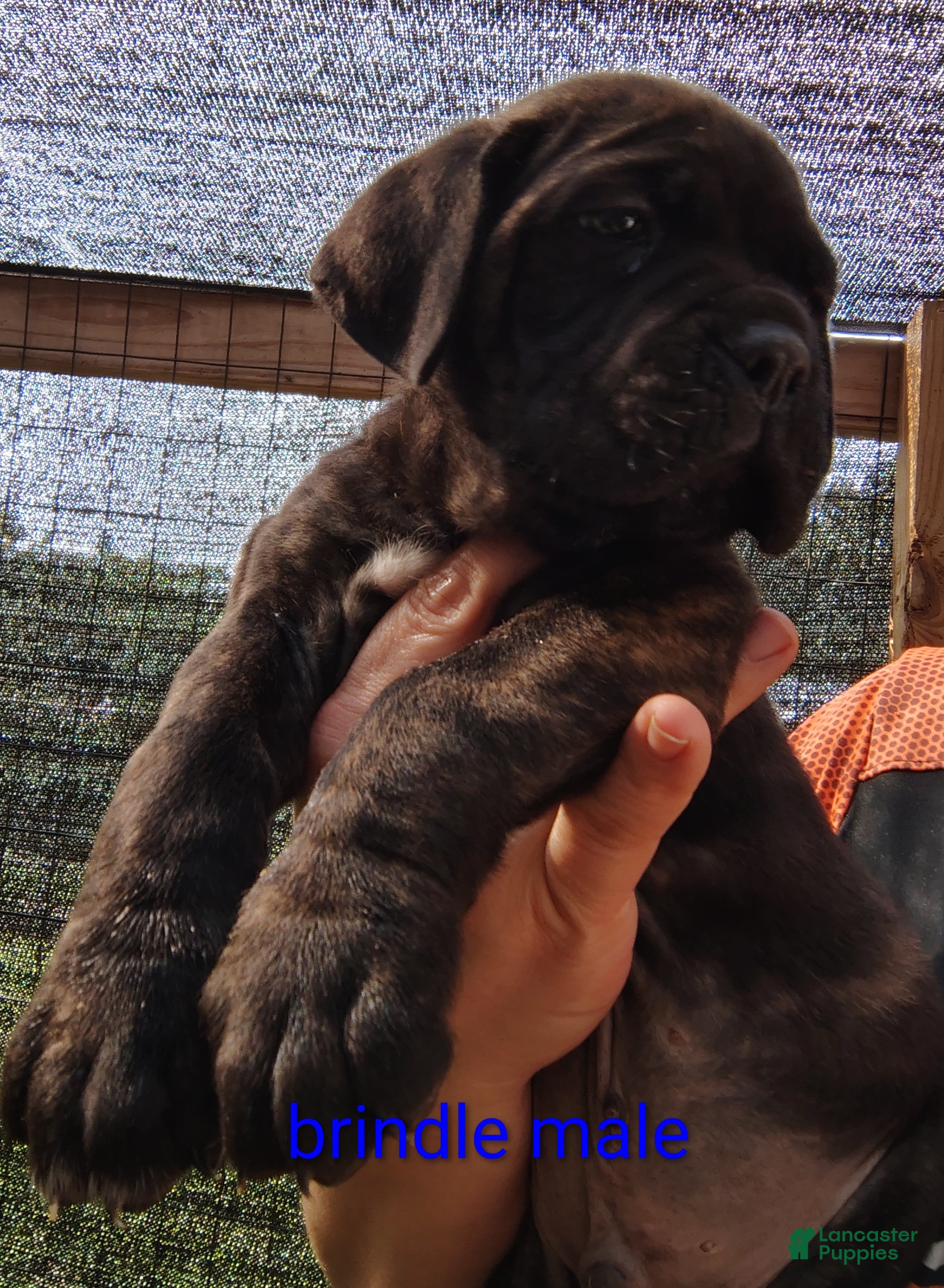 Cane Corso dogs Cane Corso brindle - Ad 1