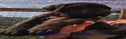 Cane Corso dogs for sale: Cane Corso brindle - Ad 1