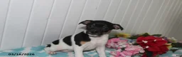 Jack Russell Terrier dogs for sale: Fancy - Ad 1