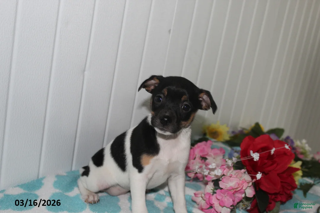 Jack Russell Terrier dogs for sale: Fancy - Ad 1