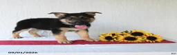 German Shepherd dogs for sale: Tamaiah - Ad 4