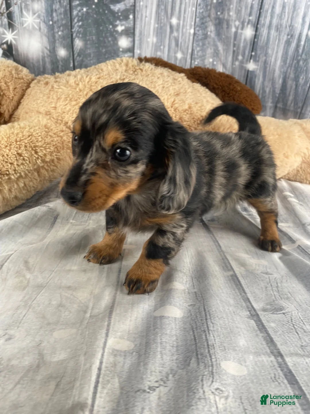 Miniature Dachshund dogs for sale: Molly - Ad 5