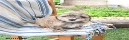 Maltipoo dogs for sale: Starlight - Ad 2