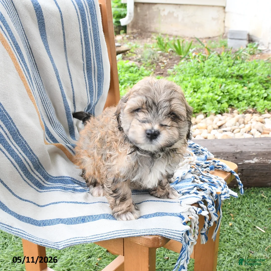 Maltipoo dogs for sale: Starlight - Ad 2