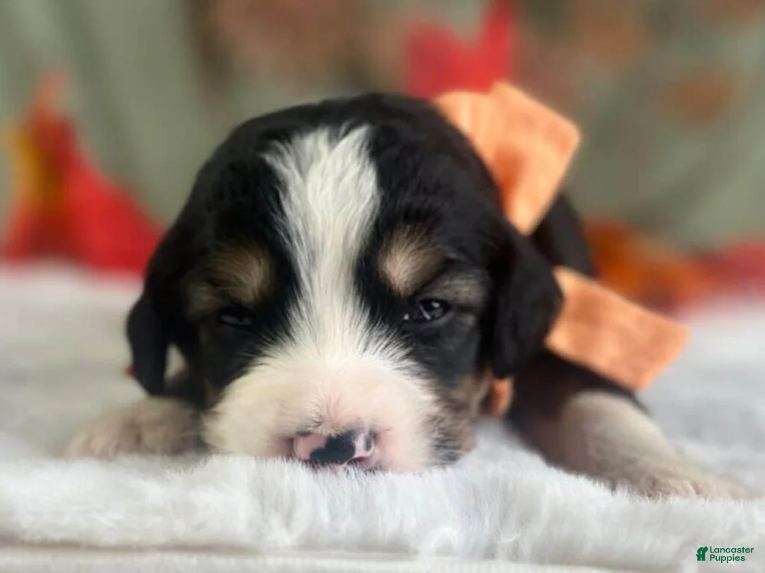 Bernedoodle dogs for sale: Ian - Ad 1