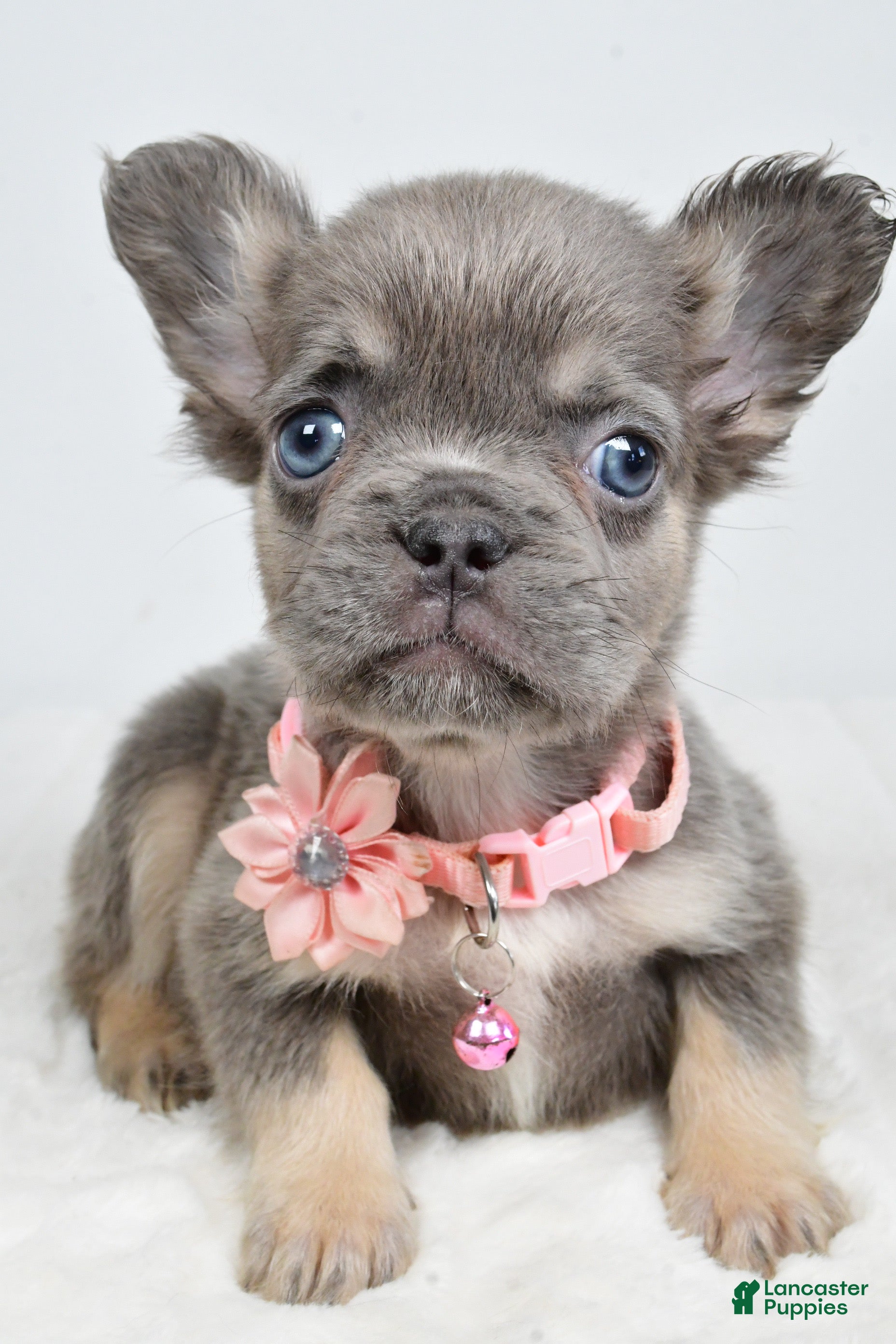 French Bulldog dogs Zuna  - Ad 2