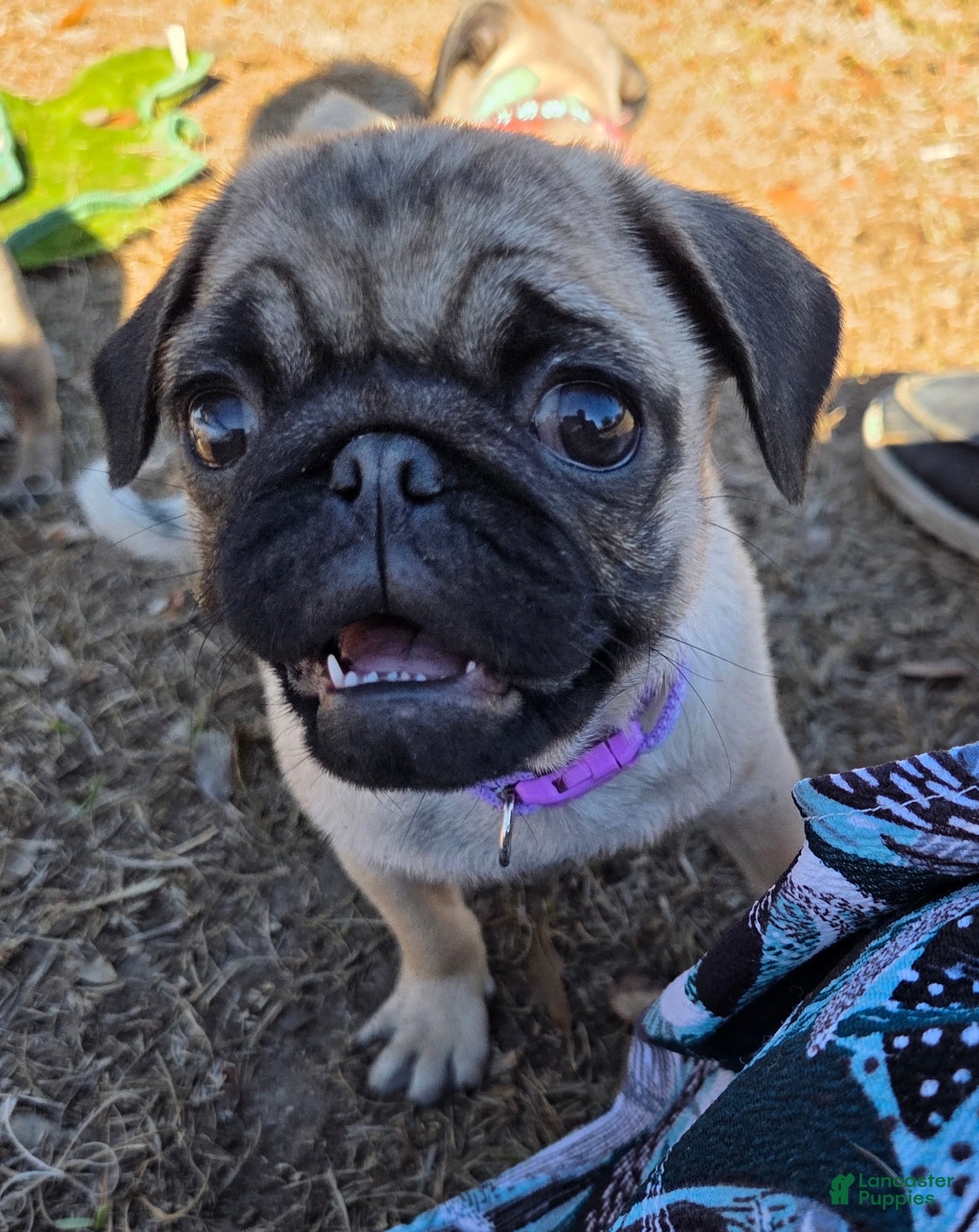 Pug dogs Sadie  - Ad 4