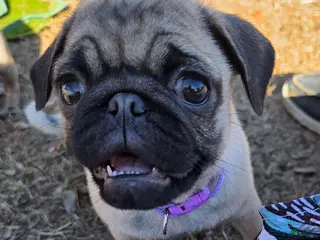 Pug dogs Sadie - Ad 4