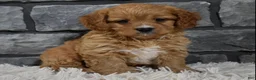 Cavapoo dogs for sale: Sammy - Ad 5