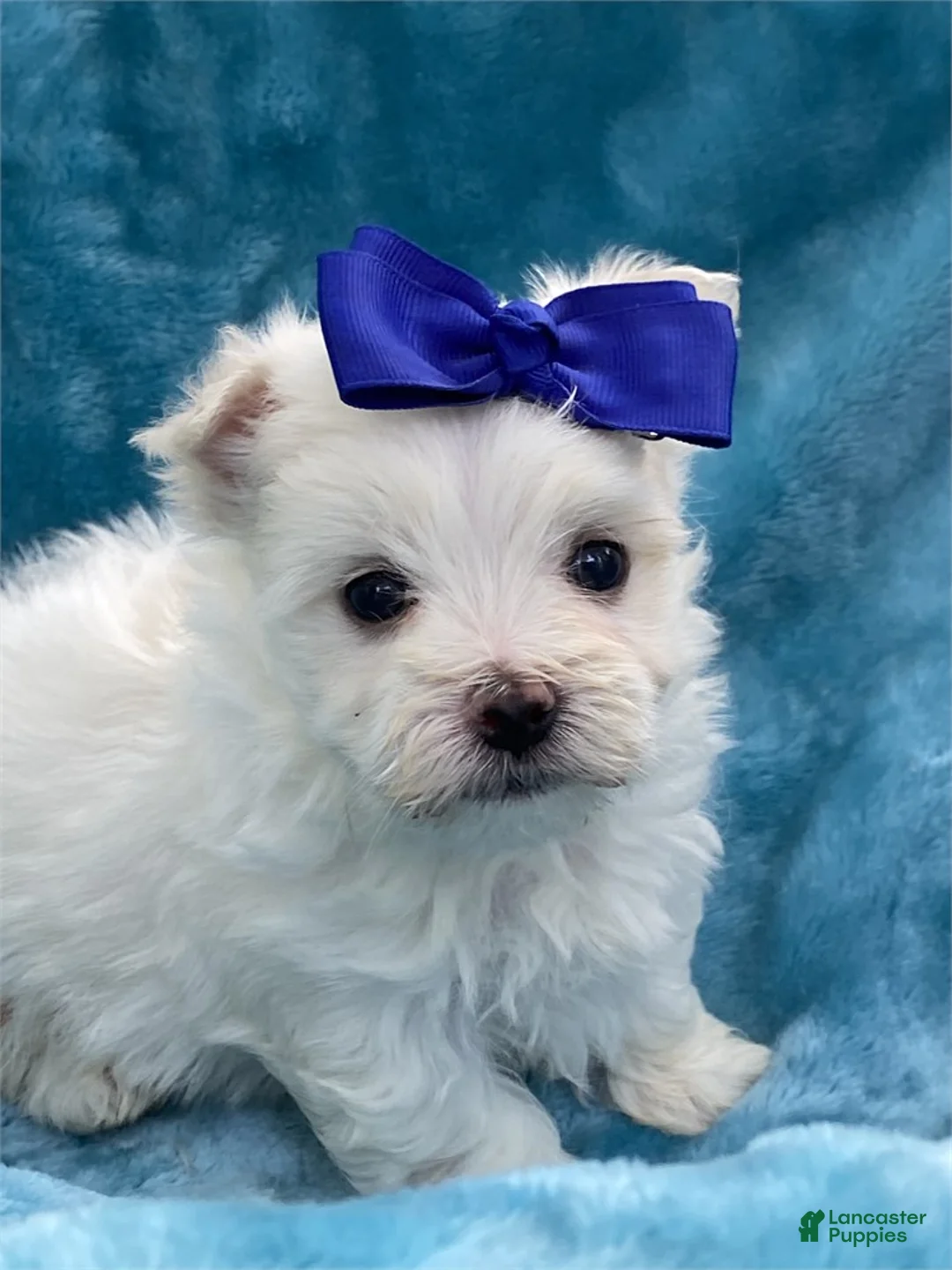 Maltese dogs for sale: Maltese Puppy 2 - Ad 2