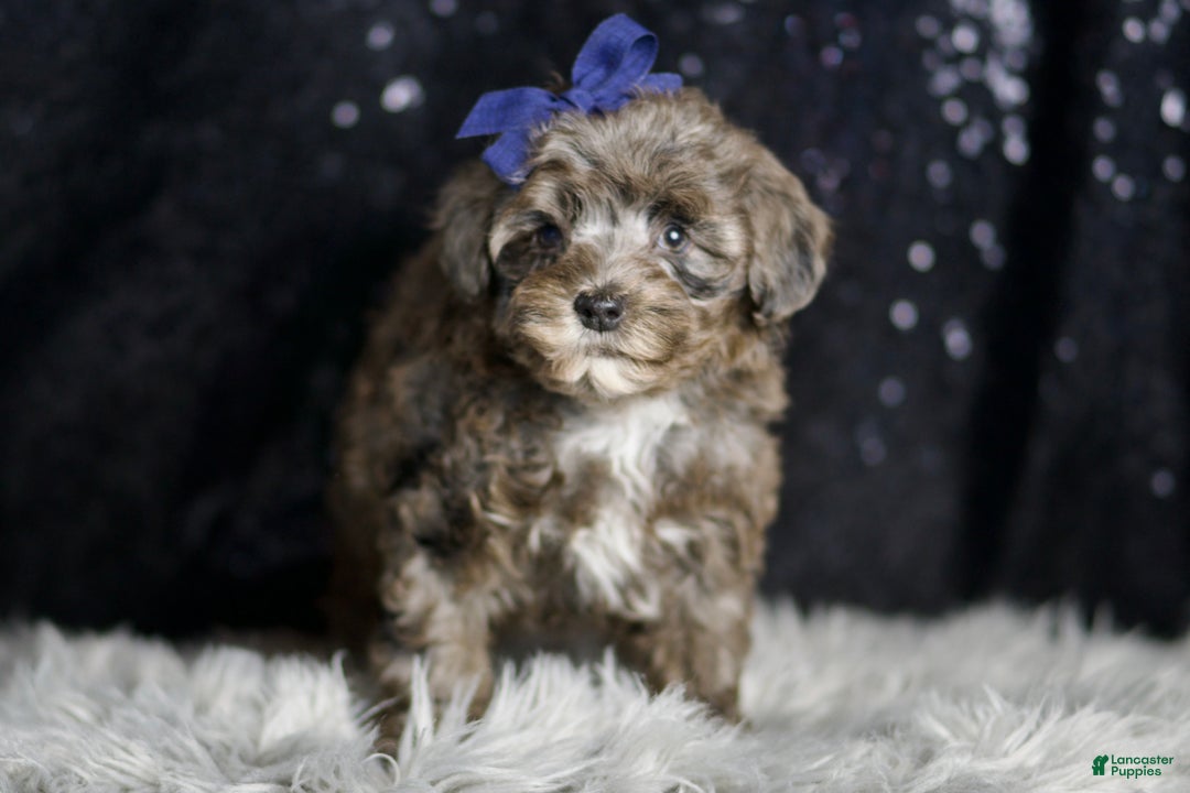 Maltipoo dogs for sale: Prince - Ad 3
