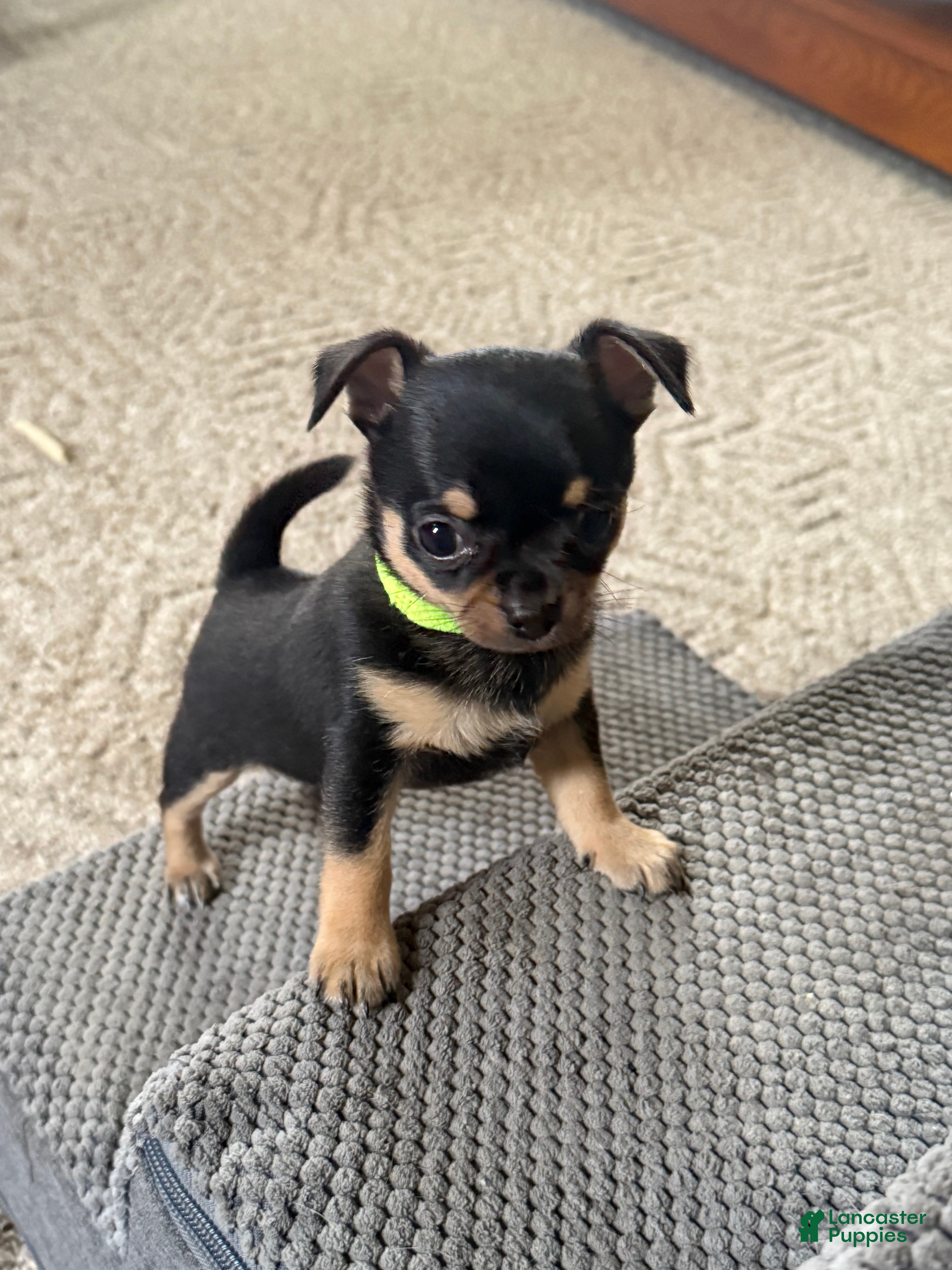 Chihuahua dogs Chihuahua 1 - Ad 2
