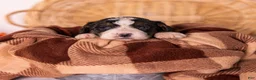 Bernedoodle dogs for sale: Gwenda - Ad 3
